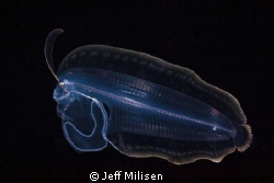 This larval flounder was observed on a blackwater dive of... by Jeff Milisen 